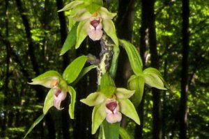Epipactis neglecta, Blütenstand