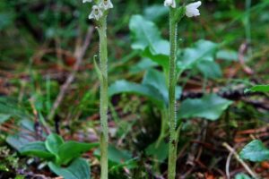 Goodyera repens 1