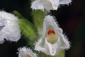 Goodyera repens 2