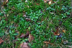 Goodyera repens 3