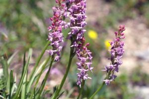 Gymnadenia odoratissima 1