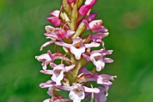 Gymnadenia odoratissima 2