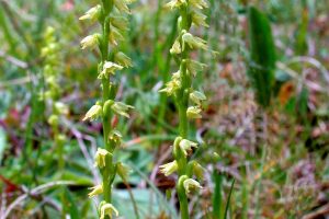 Herminium monorchis 1