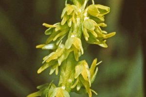 Herminium monorchis 2