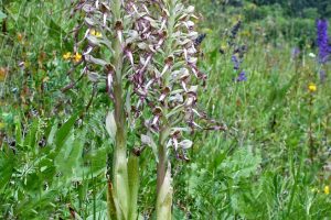 Himantoglossum hircinum 1
