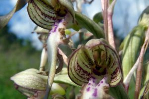 Himantoglossum hircinum 2