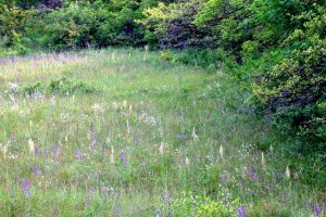 Himantoglossum hircinum 3