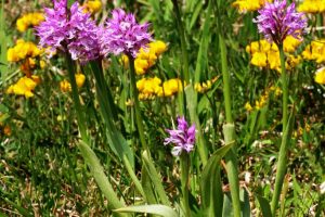 Neotinea tridentata 1