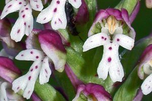 Neotinea ustulata 2