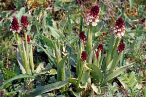 Neotinea ustulata 3