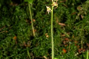 Neottia cordata 1