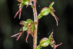 Neottia cordata 2