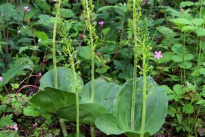 Neottia ovata 1