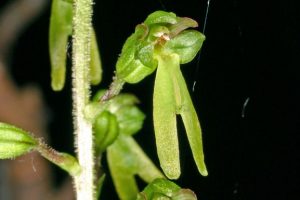 Listera ovata
