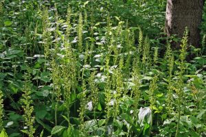 Neottia ovata 3