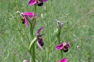 Ophrys apifera