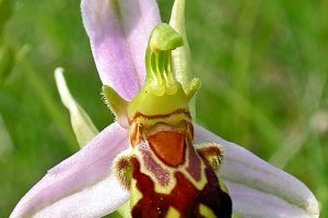 Ophrys apifera 2