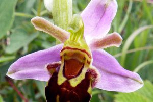 Ophrys apifera var. aurita 3