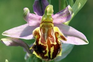 Ophrys apiefera var. botteroni
