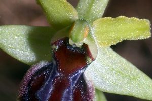 Ophrys araneola 2