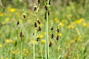 Ophrys insectifera 1