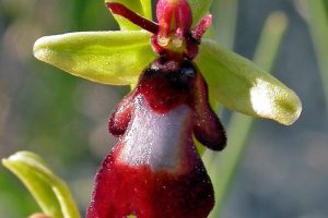Ophrys insectifera