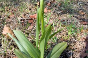 Ophrys insectifera 3