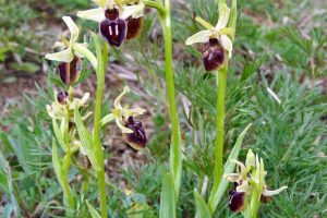 Ophrys sphegodes 1