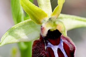 Ophrys sphegodes 2