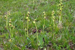 Ophrys sphegodes 3