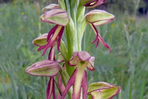 Orchis anthropophora 2