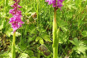 Orchis mascula 1