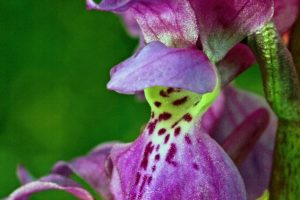 Orchis mascula 2