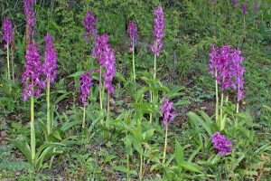 Orchis mascula 3