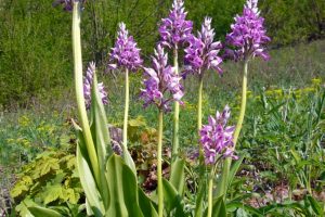 Kräftige Gruppe von Orchis miliaris