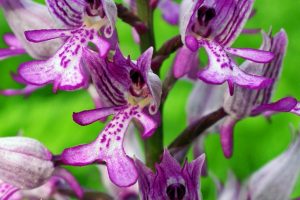 Orchis militaris – Blüten