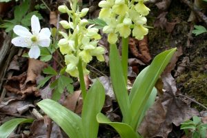 Orchis pallens