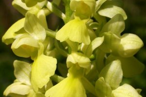 Orchis pallens: Blütenstand