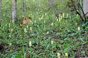 Orchis pallens 3