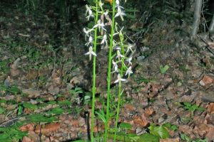 Platanthera bifolia 1