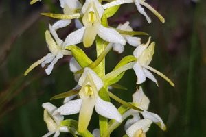 Platanthera bifolia 2