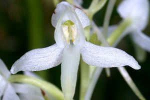 Platanthera bifolia