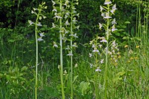 Platanthera chlorantha