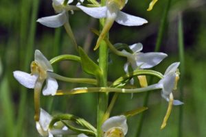 Platanthera chlorantha 2