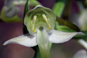 Platanthera chlorantha 4