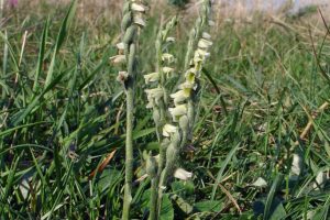 Spiranthes spiralis