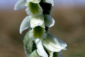 Spiranthes spiralis