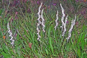 Spiranthes spiralis