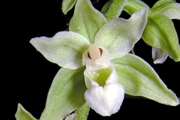 Violette Ständelwurz